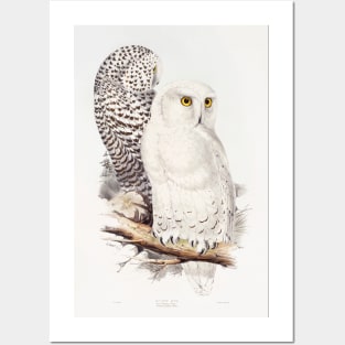 White Owl Posters and Art
